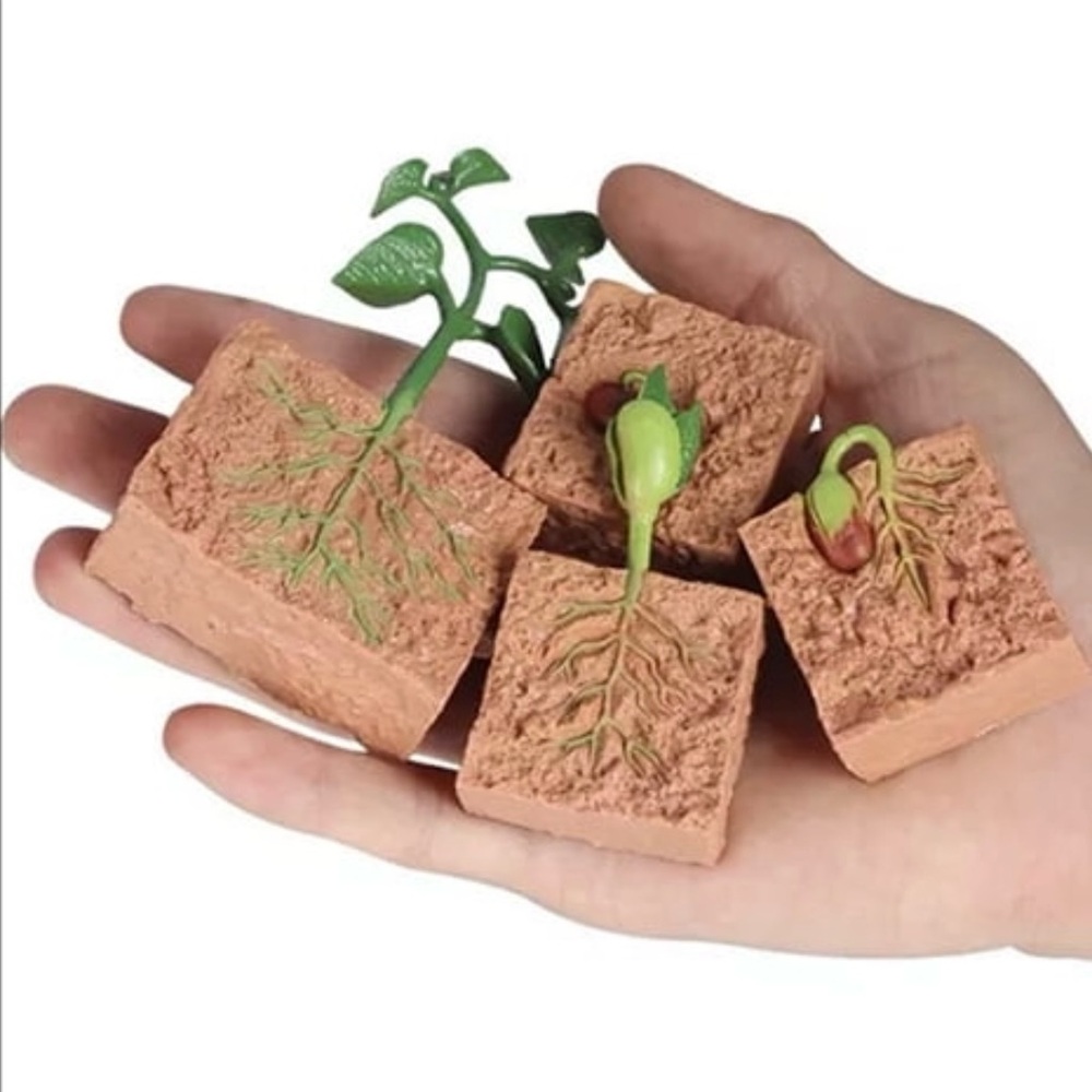 Educational Plant Life Cycle Growth Model Set